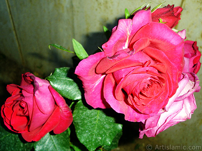 Red rose photo. <i>(Family: Rosaceae, Species: Rosa)</i> <br>Photo Date: June 2006, Location: Turkey/Tekirdag, By: Artislamic.com