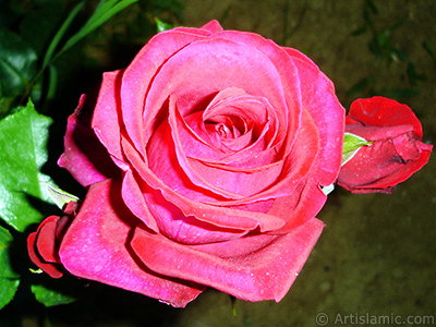 Red rose photo. <i>(Family: Rosaceae, Species: Rosa)</i> <br>Photo Date: June 2006, Location: Turkey/Tekirdag, By: Artislamic.com