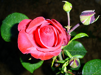 Red rose photo. <i>(Family: Rosaceae, Species: Rosa)</i> <br>Photo Date: June 2006, Location: Turkey/Tekirdag, By: Artislamic.com
