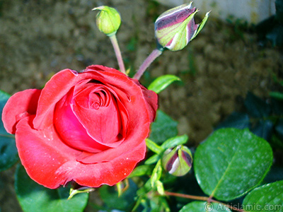 Red rose photo. <i>(Family: Rosaceae, Species: Rosa)</i> <br>Photo Date: June 2006, Location: Turkey/Tekirdag, By: Artislamic.com