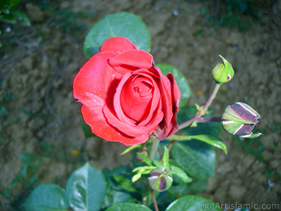 Red rose photo. <i>(Family: Rosaceae, Species: Rosa)</i> <br>Photo Date: June 2006, Location: Turkey/Tekirdag, By: Artislamic.com