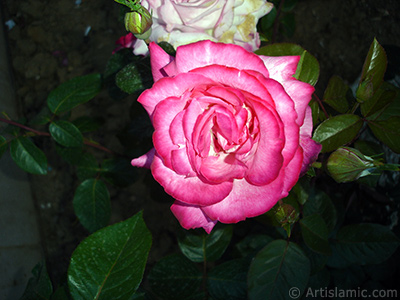 Red rose photo. <i>(Family: Rosaceae, Species: Rosa)</i> <br>Photo Date: June 2006, Location: Turkey/Tekirdag, By: Artislamic.com