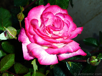 Red rose photo. <i>(Family: Rosaceae, Species: Rosa)</i> <br>Photo Date: June 2006, Location: Turkey/Tekirdag, By: Artislamic.com