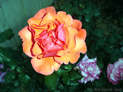 Red rose photo. <i>(Family: Rosaceae, Species: Rosa)</i> <br>Photo Date: June 2006, Location: Turkey/Tekirdag, By: Artislamic.com