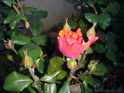 Red rose photo. <i>(Family: Rosaceae, Species: Rosa)</i> <br>Photo Date: June 2006, Location: Turkey/Tekirdag, By: Artislamic.com