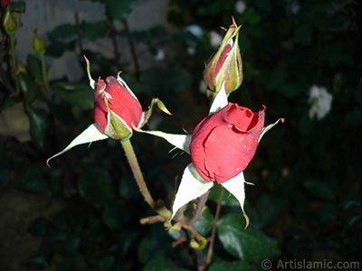 Red rose photo. <i>(Family: Rosaceae, Species: Rosa)</i> <br>Photo Date: June 2006, Location: Turkey/Tekirdag, By: Artislamic.com