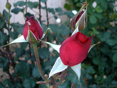 Red rose photo. <i>(Family: Rosaceae, Species: Rosa)</i> <br>Photo Date: June 2006, Location: Turkey/Tekirdag, By: Artislamic.com