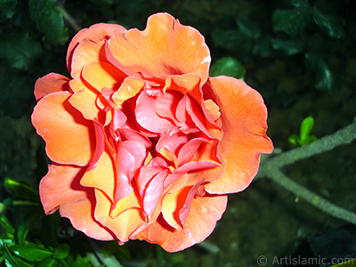 Red rose photo. <i>(Family: Rosaceae, Species: Rosa)</i> <br>Photo Date: June 2006, Location: Turkey/Tekirdag, By: Artislamic.com