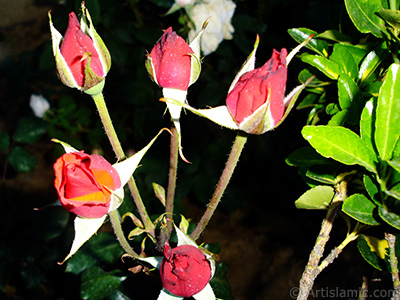 Red rose photo. <i>(Family: Rosaceae, Species: Rosa)</i> <br>Photo Date: June 2006, Location: Turkey/Tekirdag, By: Artislamic.com