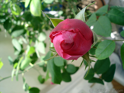 Krmz gl resmi. <i>(Ailesi: Rosaceae, Tr: Rosa)</i> <br>ekim Tarihi: Mays 2006, Yer: stanbul, Fotoraf: islamiSanat.net