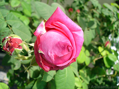 Red rose photo. <i>(Family: Rosaceae, Species: Rosa)</i> <br>Photo Date: May 2006, Location: Turkey/Istanbul, By: Artislamic.com