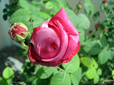 Red rose photo. <i>(Family: Rosaceae, Species: Rosa)</i> <br>Photo Date: May 2006, Location: Turkey/Istanbul, By: Artislamic.com