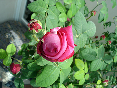 Red rose photo. <i>(Family: Rosaceae, Species: Rosa)</i> <br>Photo Date: May 2006, Location: Turkey/Istanbul, By: Artislamic.com