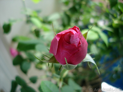 Red rose photo. <i>(Family: Rosaceae, Species: Rosa)</i> <br>Photo Date: May 2006, Location: Turkey/Istanbul, By: Artislamic.com