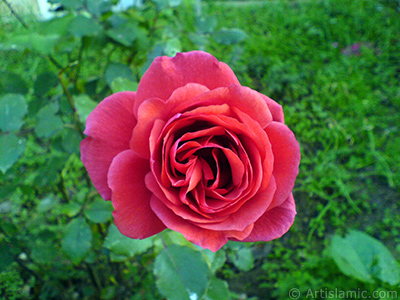 Red rose photo. <i>(Family: Rosaceae, Species: Rosa)</i> <br>Photo Date: December 2006, Location: Turkey/Balkesir-Altnoluk, By: Artislamic.com