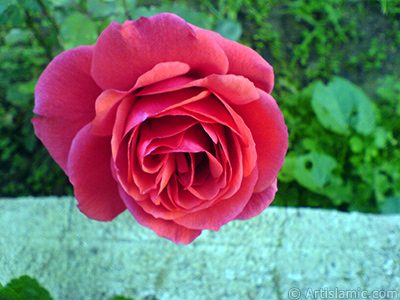 Krmz gl resmi. <i>(Ailesi: Rosaceae, Tr: Rosa)</i> <br>ekim Tarihi: Aralk 2006, Yer: Balkesir-Altnoluk, Fotoraf: islamiSanat.net