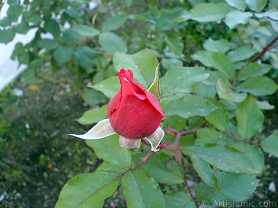 Red rose photo. <i>(Family: Rosaceae, Species: Rosa)</i> <br>Photo Date: November 2006, Location: Turkey/Balkesir-Altnoluk, By: Artislamic.com