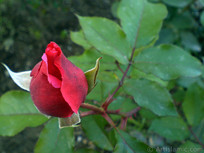 Red rose photo. <i>(Family: Rosaceae, Species: Rosa)</i> <br>Photo Date: November 2006, Location: Turkey/Balkesir-Altnoluk, By: Artislamic.com