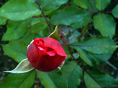 Red rose photo. <i>(Family: Rosaceae, Species: Rosa)</i> <br>Photo Date: November 2006, Location: Turkey/Balkesir-Altnoluk, By: Artislamic.com