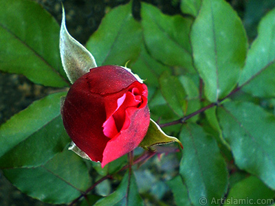 Red rose photo. <i>(Family: Rosaceae, Species: Rosa)</i> <br>Photo Date: November 2006, Location: Turkey/Balkesir-Altnoluk, By: Artislamic.com