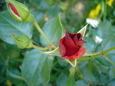 Red rose photo. <i>(Family: Rosaceae, Species: Rosa)</i> <br>Photo Date: May 2005, Location: Turkey/Istanbul, By: Artislamic.com