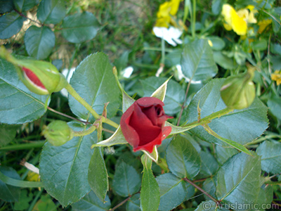 Red rose photo. <i>(Family: Rosaceae, Species: Rosa)</i> <br>Photo Date: May 2005, Location: Turkey/Istanbul, By: Artislamic.com