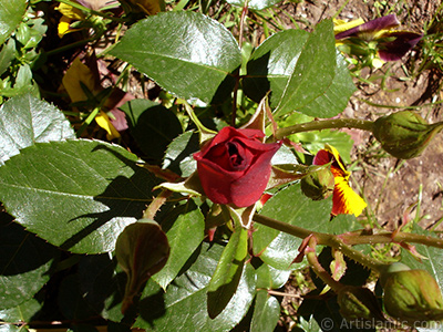 Red rose photo. <i>(Family: Rosaceae, Species: Rosa)</i> <br>Photo Date: May 2005, Location: Turkey/Istanbul, By: Artislamic.com