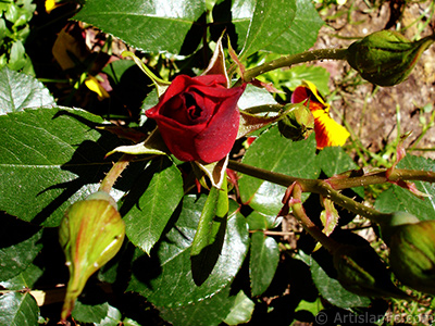 Krmz gl resmi. <i>(Ailesi: Rosaceae, Tr: Rosa)</i> <br>ekim Tarihi: Mays 2005, Yer: stanbul, Fotoraf: islamiSanat.net