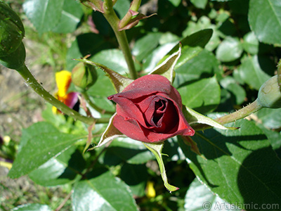 Krmz gl resmi. <i>(Ailesi: Rosaceae, Tr: Rosa)</i> <br>ekim Tarihi: Mays 2005, Yer: stanbul, Fotoraf: islamiSanat.net