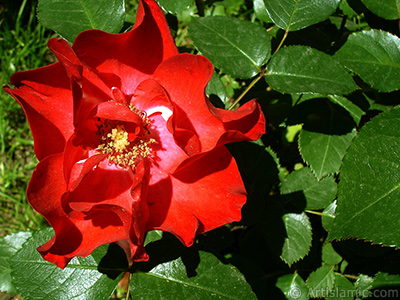 Red rose photo. <i>(Family: Rosaceae, Species: Rosa)</i> <br>Photo Date: May 2005, Location: Turkey/Istanbul, By: Artislamic.com