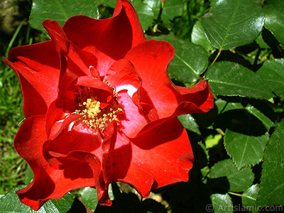 Krmz gl resmi. <i>(Ailesi: Rosaceae, Tr: Rosa)</i> <br>ekim Tarihi: Mays 2005, Yer: stanbul, Fotoraf: islamiSanat.net