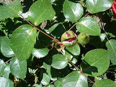 Krmz gl resmi. <i>(Ailesi: Rosaceae, Tr: Rosa)</i> <br>ekim Tarihi: Mays 2005, Yer: stanbul, Fotoraf: islamiSanat.net