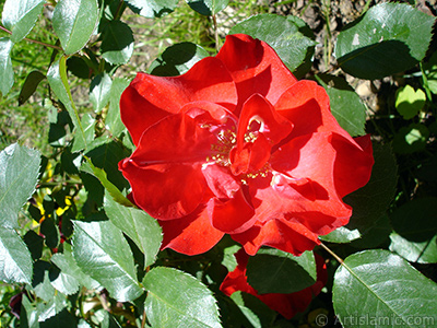 Red rose photo. <i>(Family: Rosaceae, Species: Rosa)</i> <br>Photo Date: May 2005, Location: Turkey/Istanbul, By: Artislamic.com