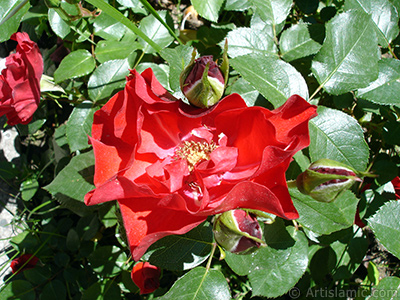 Krmz gl resmi. <i>(Ailesi: Rosaceae, Tr: Rosa)</i> <br>ekim Tarihi: Mays 2005, Yer: stanbul, Fotoraf: islamiSanat.net