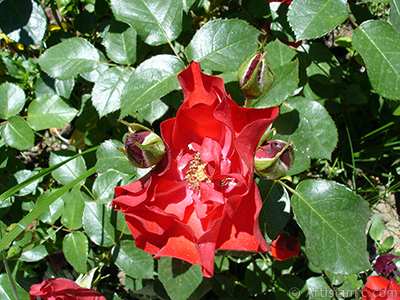 Red rose photo. <i>(Family: Rosaceae, Species: Rosa)</i> <br>Photo Date: May 2005, Location: Turkey/Istanbul, By: Artislamic.com