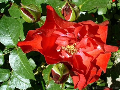 Red rose photo. <i>(Family: Rosaceae, Species: Rosa)</i> <br>Photo Date: May 2005, Location: Turkey/Istanbul, By: Artislamic.com