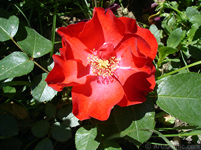 Krmz gl resmi. <i>(Ailesi: Rosaceae, Tr: Rosa)</i> <br>ekim Tarihi: Mays 2005, Yer: stanbul, Fotoraf: islamiSanat.net