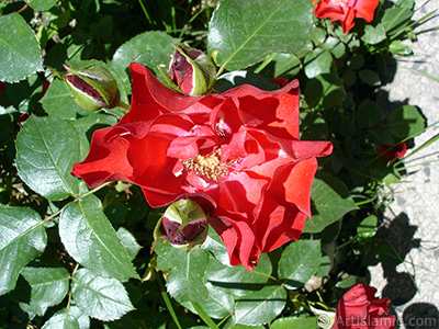 Krmz gl resmi. <i>(Ailesi: Rosaceae, Tr: Rosa)</i> <br>ekim Tarihi: Mays 2005, Yer: stanbul, Fotoraf: islamiSanat.net