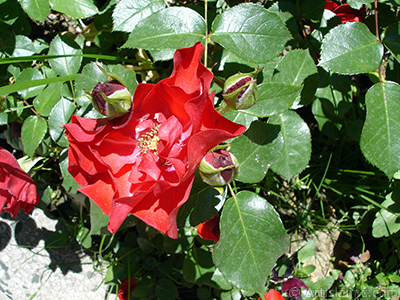 Red rose photo. <i>(Family: Rosaceae, Species: Rosa)</i> <br>Photo Date: May 2005, Location: Turkey/Istanbul, By: Artislamic.com