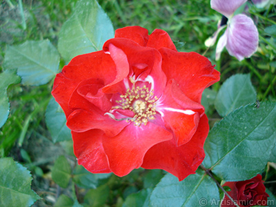 Krmz gl resmi. <i>(Ailesi: Rosaceae, Tr: Rosa)</i> <br>ekim Tarihi: Mays 2005, Yer: stanbul, Fotoraf: islamiSanat.net