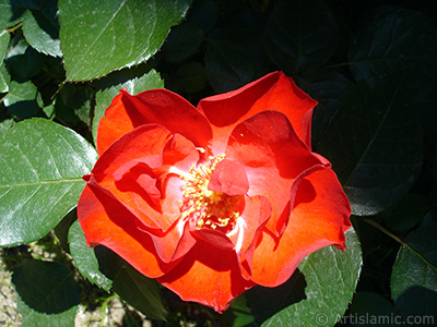 Krmz gl resmi. <i>(Ailesi: Rosaceae, Tr: Rosa)</i> <br>ekim Tarihi: Mays 2005, Yer: stanbul, Fotoraf: islamiSanat.net