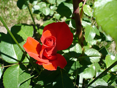 Red rose photo. <i>(Family: Rosaceae, Species: Rosa)</i> <br>Photo Date: May 2005, Location: Turkey/Istanbul, By: Artislamic.com