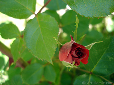 Red rose photo. <i>(Family: Rosaceae, Species: Rosa)</i> <br>Photo Date: May 2005, Location: Turkey/Istanbul, By: Artislamic.com