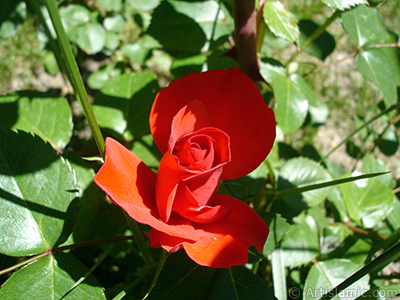 Red rose photo. <i>(Family: Rosaceae, Species: Rosa)</i> <br>Photo Date: May 2005, Location: Turkey/Istanbul, By: Artislamic.com