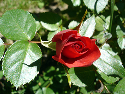 Krmz gl resmi. <i>(Ailesi: Rosaceae, Tr: Rosa)</i> <br>ekim Tarihi: Mays 2005, Yer: stanbul, Fotoraf: islamiSanat.net