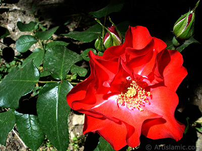 Krmz gl resmi. <i>(Ailesi: Rosaceae, Tr: Rosa)</i> <br>ekim Tarihi: Mays 2005, Yer: stanbul, Fotoraf: islamiSanat.net