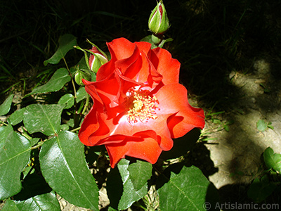 Krmz gl resmi. <i>(Ailesi: Rosaceae, Tr: Rosa)</i> <br>ekim Tarihi: Mays 2005, Yer: stanbul, Fotoraf: islamiSanat.net