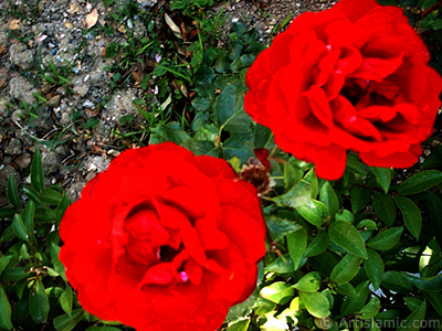 Red rose photo. <i>(Family: Rosaceae, Species: Rosa)</i> <br>Photo Date: January 2002, Location: Turkey/Bursa, By: Artislamic.com