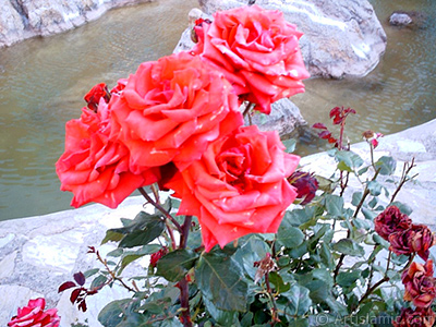 Red rose photo. <i>(Family: Rosaceae, Species: Rosa)</i> <br>Photo Date: January 2002, Location: Turkey/Istanbul-Uskudar, By: Artislamic.com