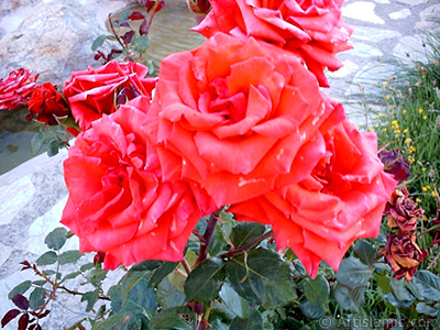 Red rose photo. <i>(Family: Rosaceae, Species: Rosa)</i> <br>Photo Date: January 2002, Location: Turkey/Istanbul-Uskudar, By: Artislamic.com